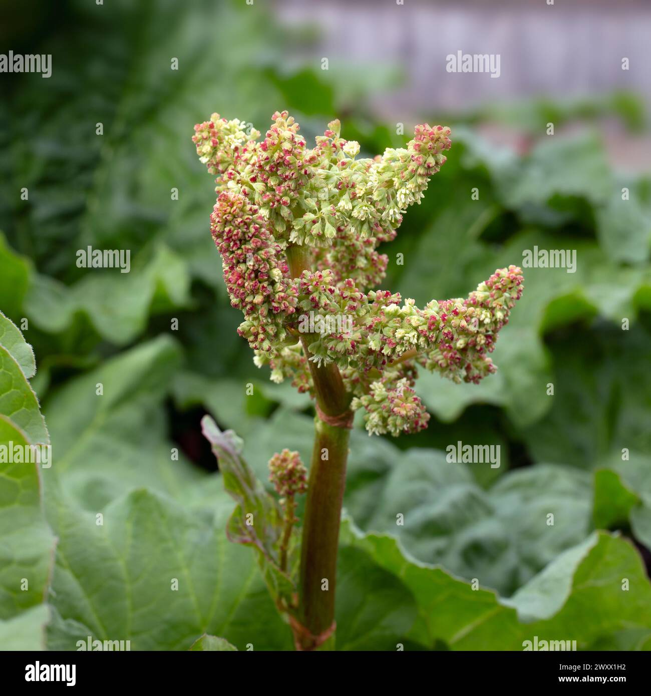 Nahaufnahme der Blüten des Rheum x hybridum 'Timperley Early'-Rhabarbers im Frühjahr Stockfoto