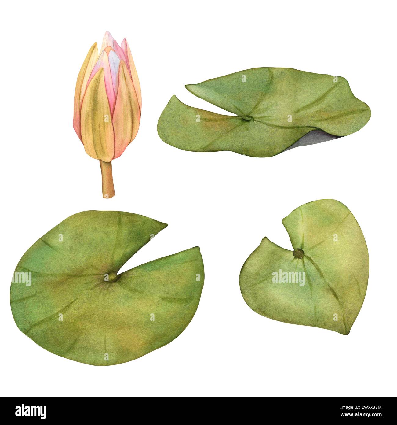 Set aus großen grünen Blättern und Knospen Pink Lotus. Botanische Illustration tropischer Wasserlilien auf isoliertem Hintergrund. Vorlagen mit Blättern Stockfoto