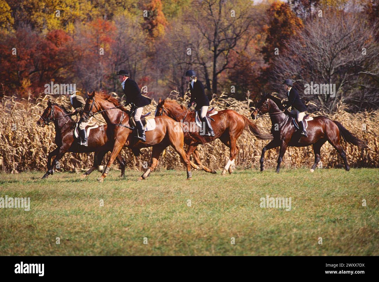 FUCHSJAGD AUF DEM PFERDERÜCKEN, CHESHIRE FOXHOUNDS, RUNNYMEADE FARM, CHESTER COUNTY, PENNSYLVANIA, USA Stockfoto