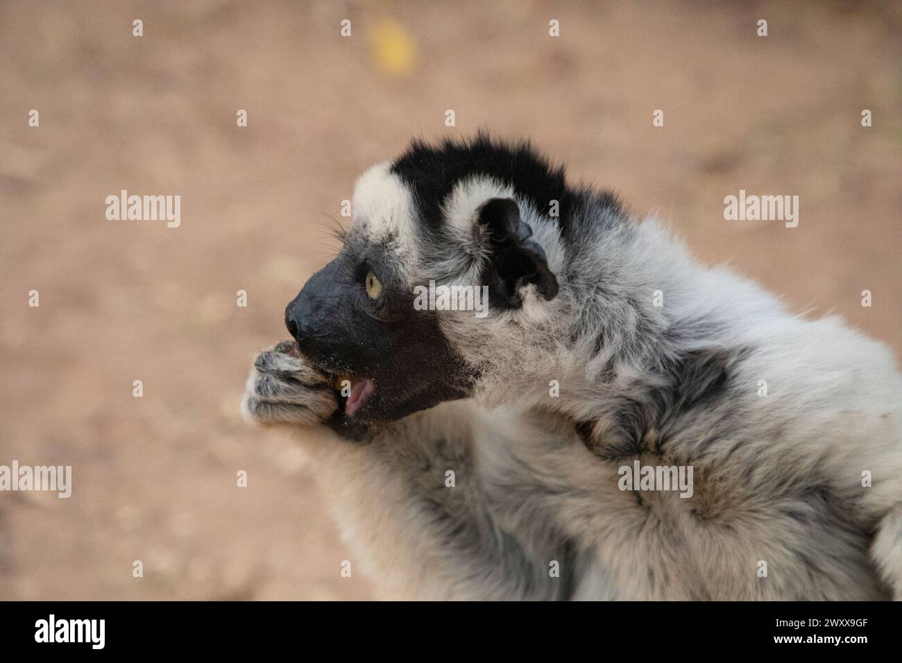 Verreaux's White Sifaka mit dunklem Kopf auf Madagaskar Island Fauna. Süßer und neugieriger Primat mit großen Augen. Berühmter tanzender Lemur Stockfoto