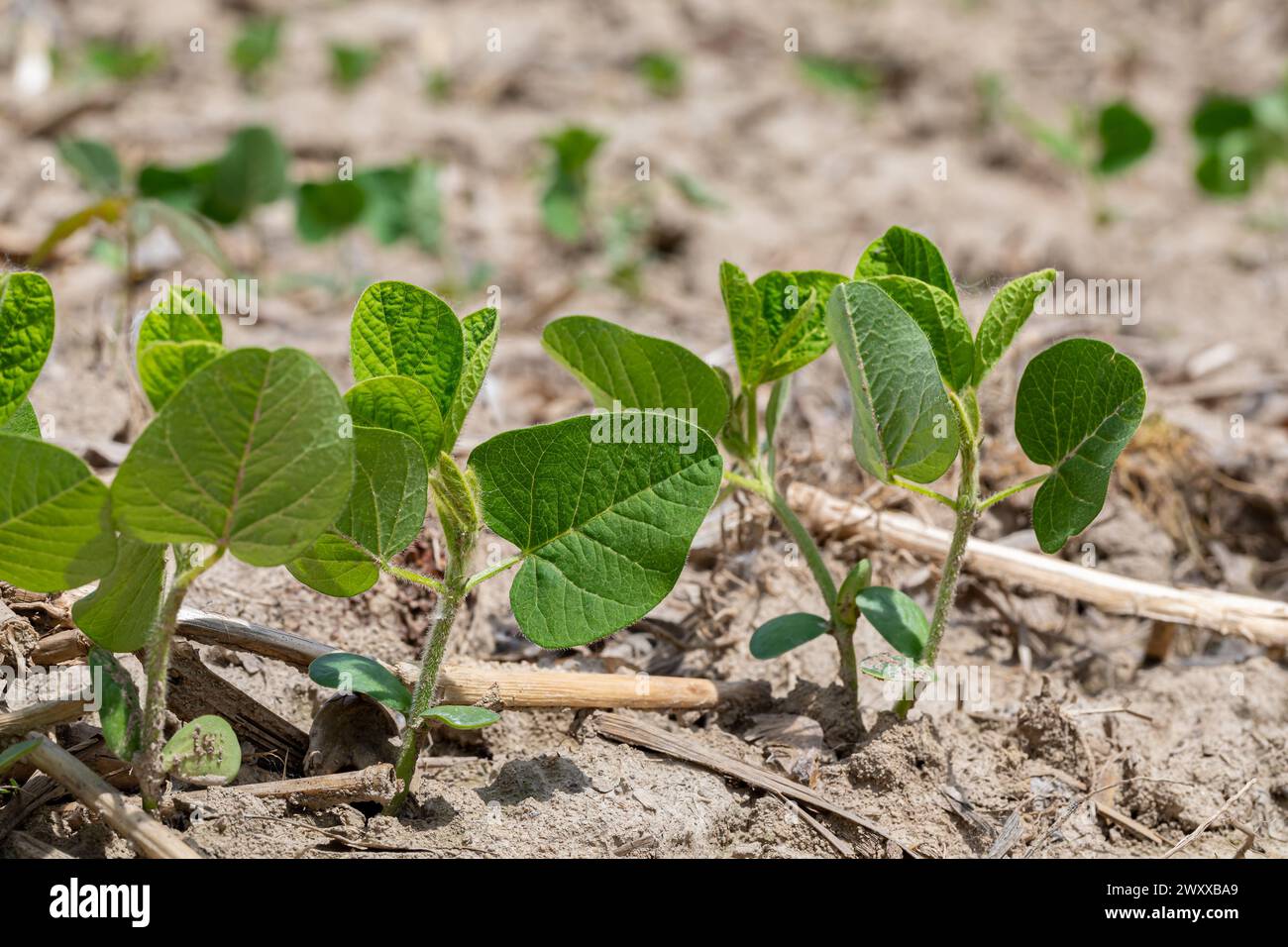 Sojabohnen, die nach dem Anpflanzen auf dem Feld wachsen. Landwirtschaft, Sojabohnenanbau und Wachstumsphasen Konzept. Stockfoto