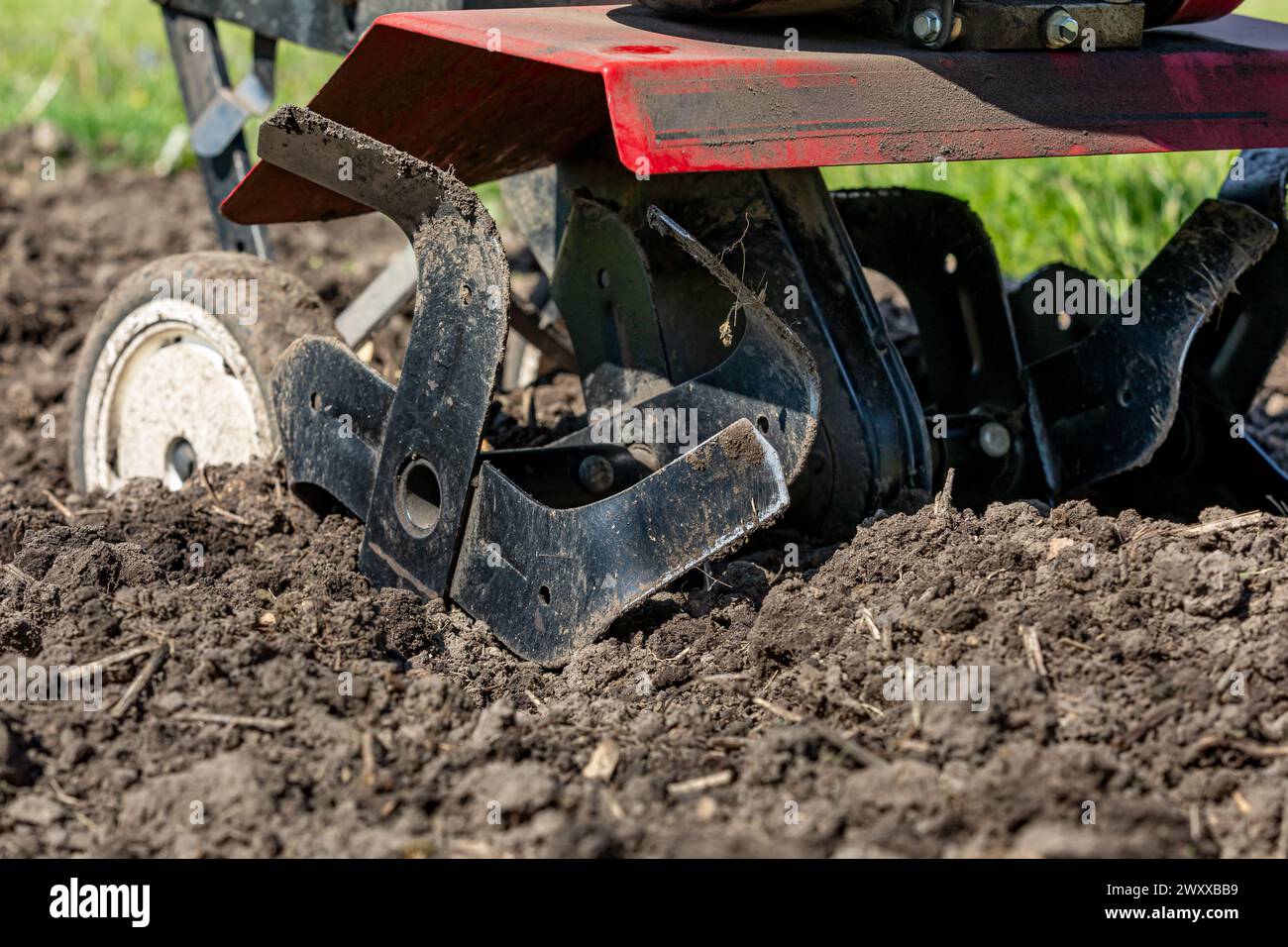 Gartenfräse, die Boden im Frühjahr anfräst. Gartenbau, Bodengesundheit und Fruchtbarkeitskonzept. Stockfoto