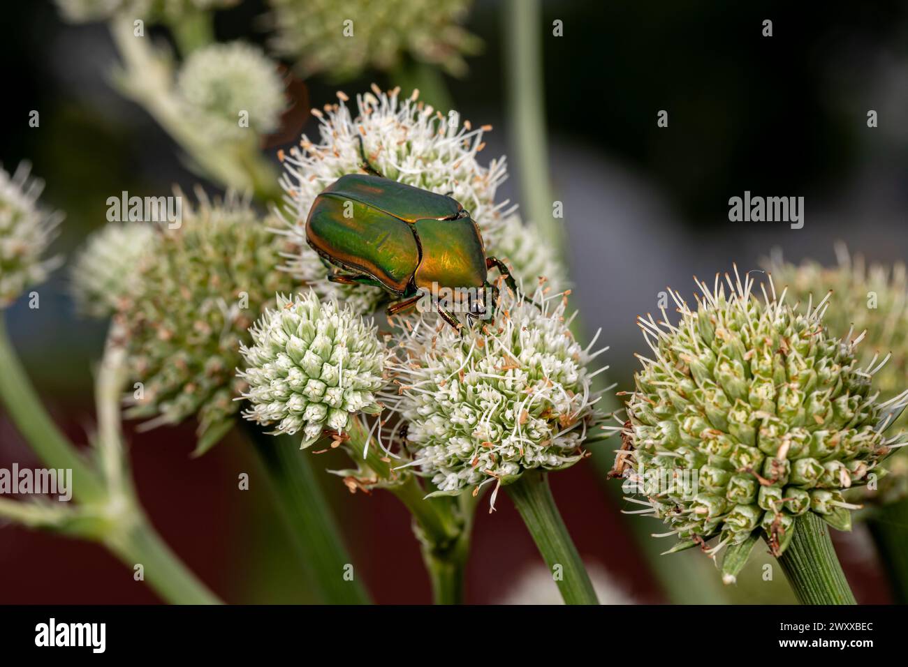Grüner Juni-Käfer oder Grüner Juni-Käfer auf der Blume der Klapperschlange Meisterpflanze. Insekten- und Tierschutz, Rasen- und Gartenschädlingskonzept. Stockfoto