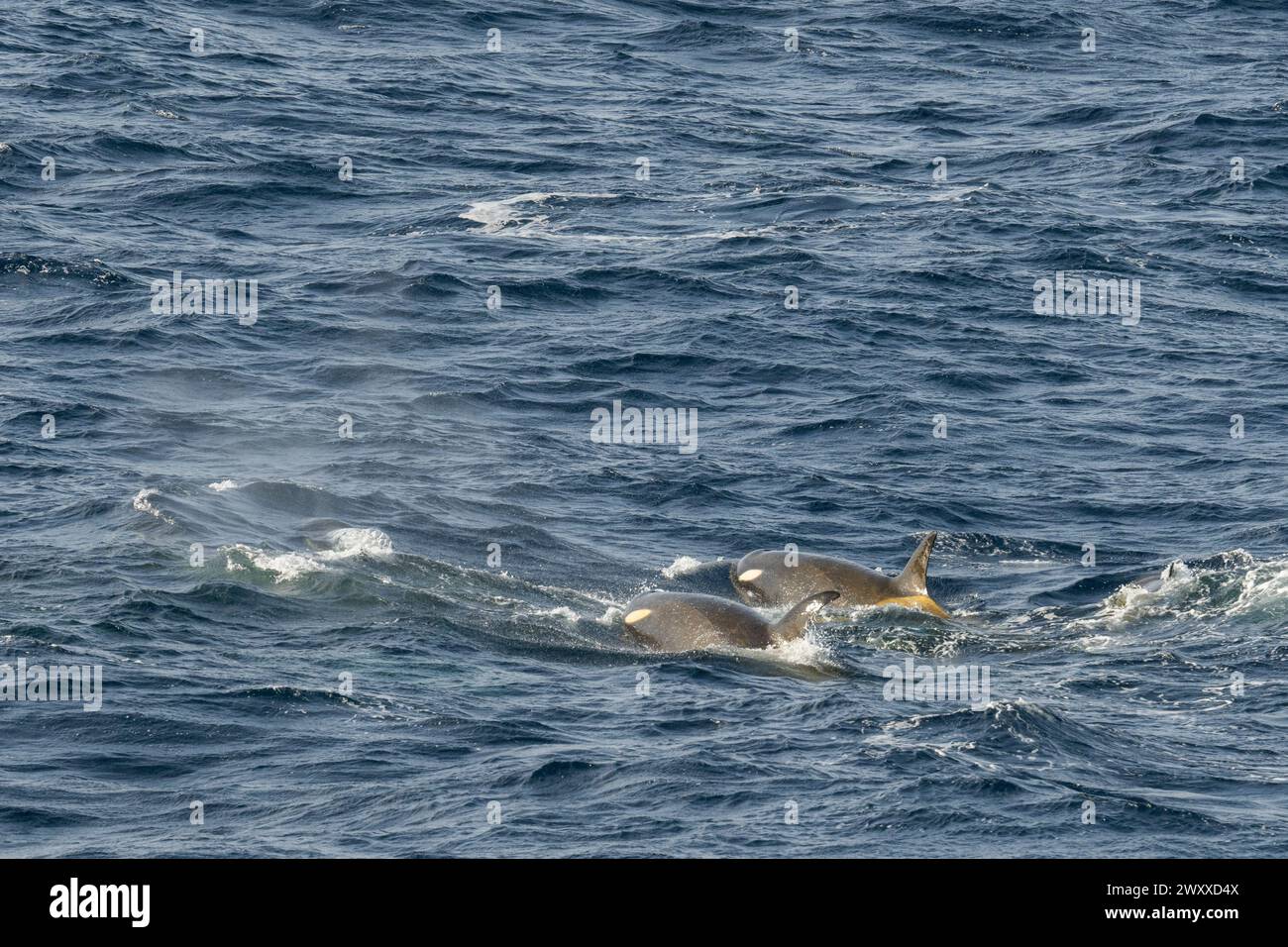 Antarktis, Rossmeer, Kap Adare. Pode von Killerwalen (Typ C) Stockfoto