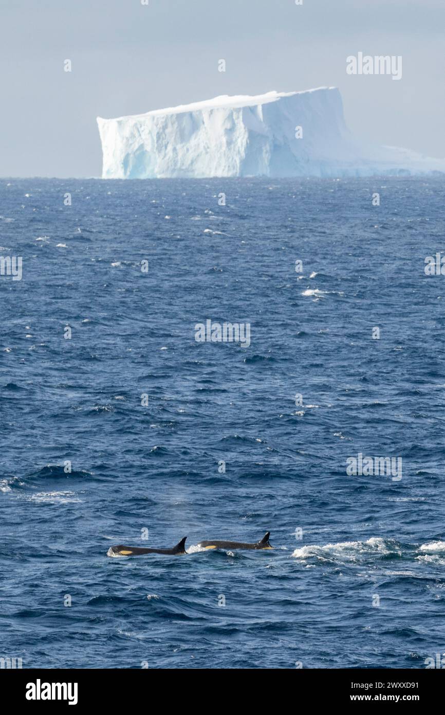 Antarktis, Rossmeer, Kap Adare. Killerwale (Typ C) Stockfoto