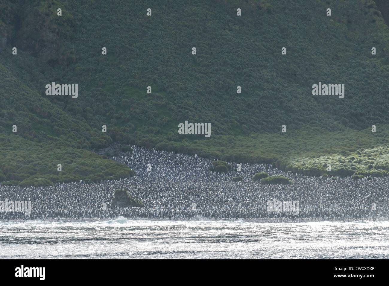 Australien, Tasmanien, Macquarie Island. (UNESCO) Blick auf die Küste der Königspinguinkolonie (Aptenodytes patagonica) Stockfoto
