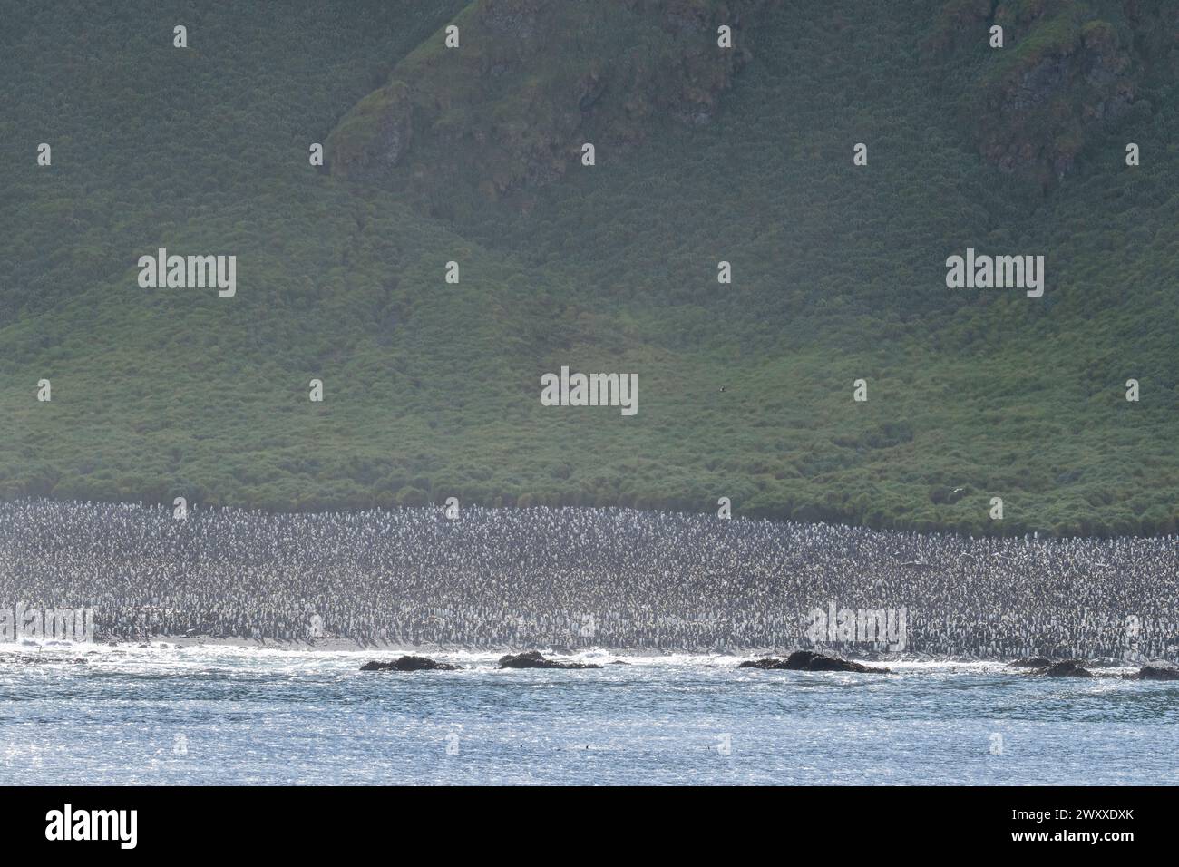 Australien, Tasmanien, Macquarie Island. (UNESCO) Blick auf die Küste der Königspinguinkolonie (Aptenodytes patagonica) Stockfoto