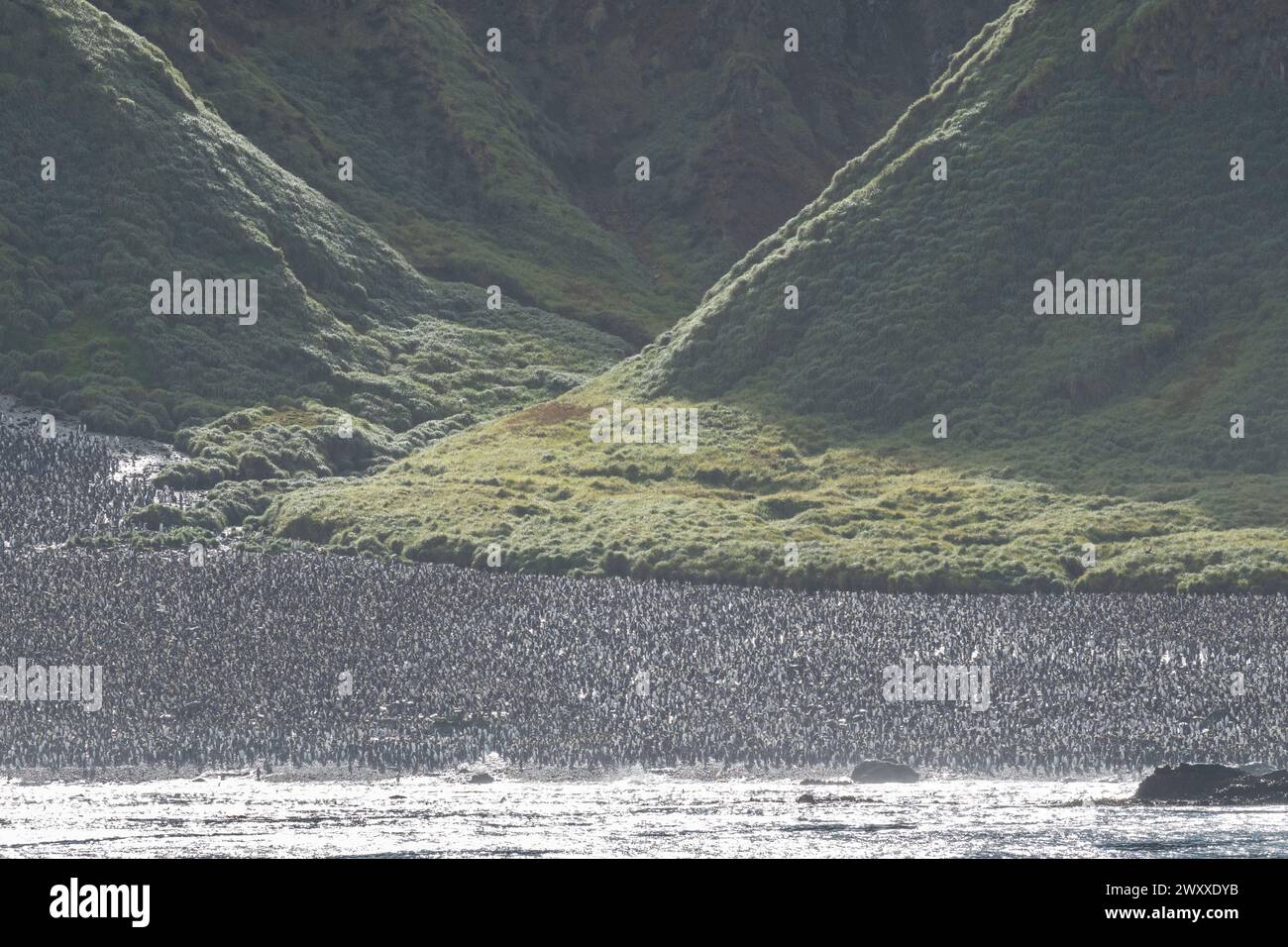 Australien, Tasmanien, Macquarie Island. (UNESCO) Blick auf die Küste der Königspinguinkolonie (Aptenodytes patagonica) Stockfoto