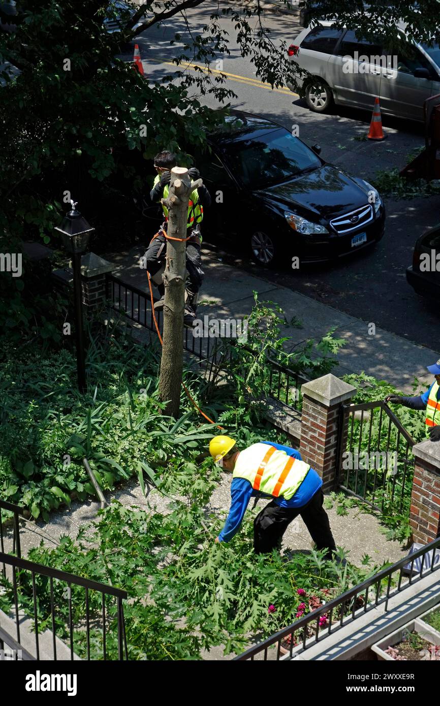 Einen Baum vor einem Haus in Windsor Terrace in Brooklyn NYC Fällen Stockfoto