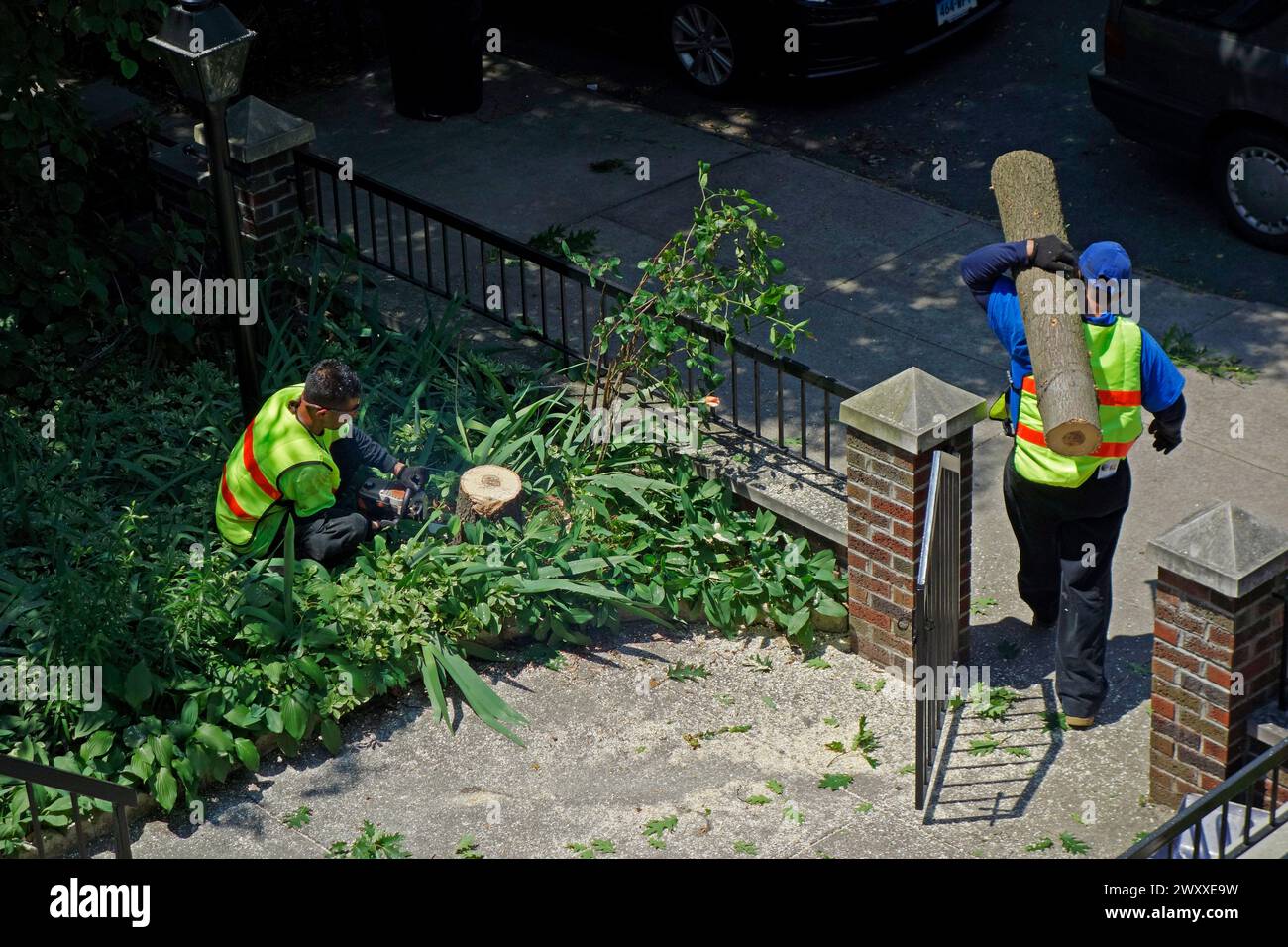 Einen Baum vor einem Haus in Windsor Terrace in Brooklyn NYC Fällen Stockfoto