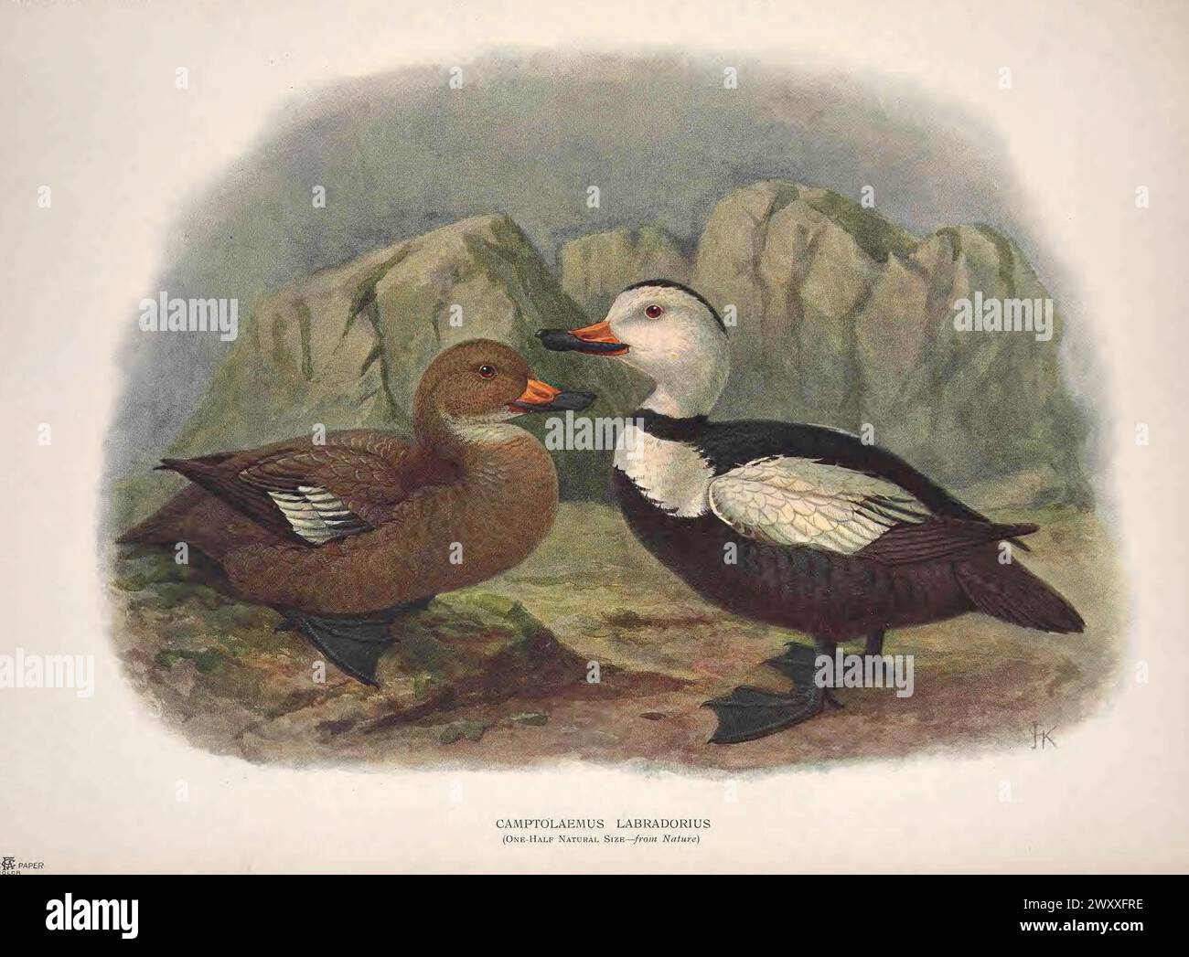 Labrador-Ente, Camptolaimus labradorius. Vintage Lithographische Buchplatte von Walter Rothschild „Extinct Birds“, 19. Jahrhundert, Illustration von John Gerrard Keulemans Stockfoto