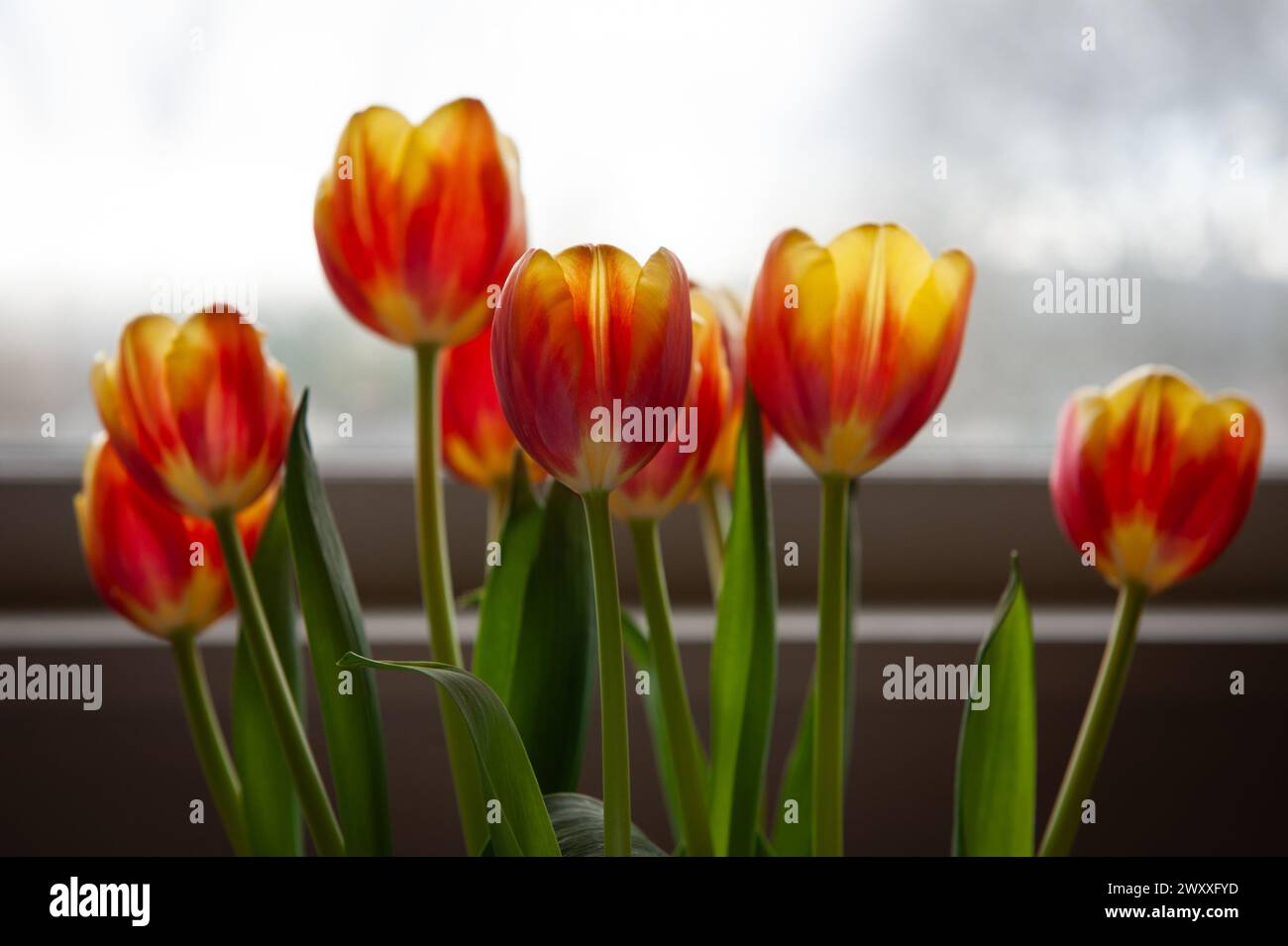 Acht rote und gelbe Tulpen vor einem Fenster Stockfoto