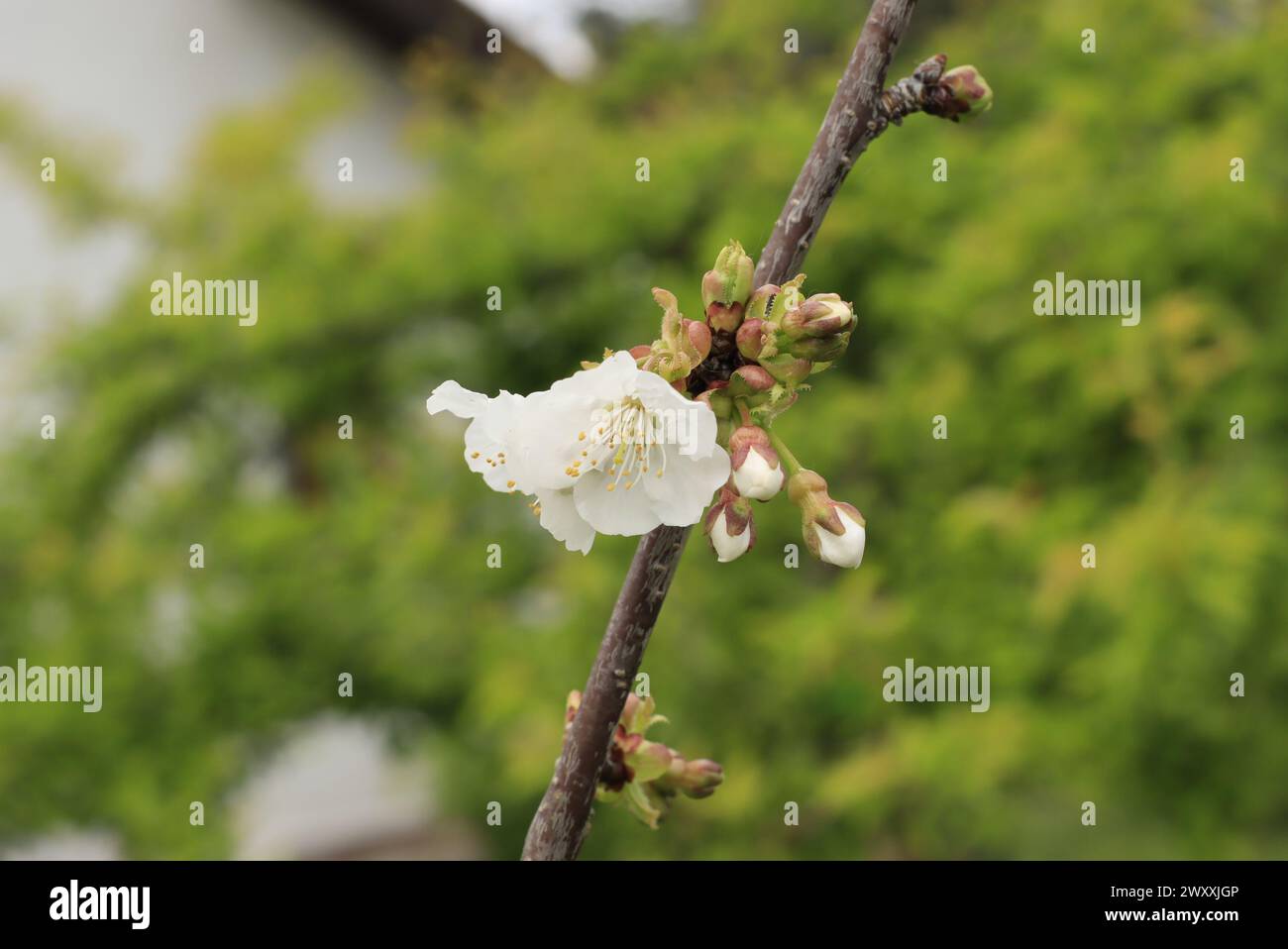 Flor emergente de cerezo Stockfoto