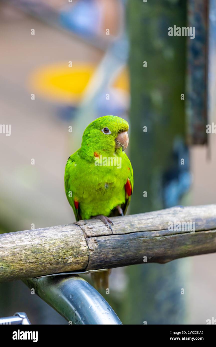 Grüner Papagei in einem Vogelzoo Parque das Aves Vogelpark Brasilien Iguazu Wasserfälle. Farbenfrohe, exotische Vögel aus Federn im Regenwald Stockfoto