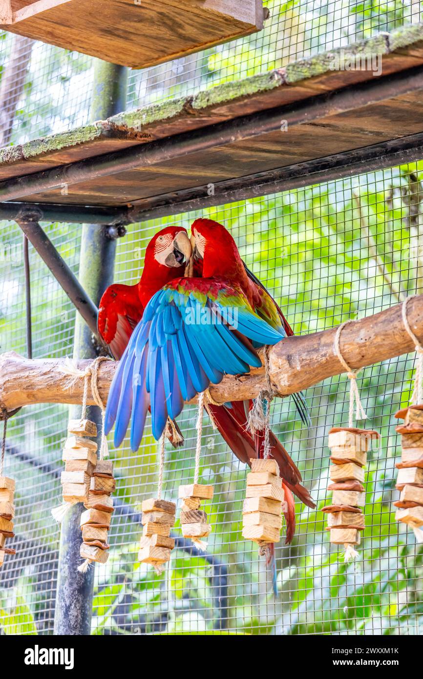 Blau gelb und rot große Ara Ara Papageienparrot in einem Vogelzoo Parque das Aves Vogelpark Brasilien Iguazu Wasserfälle. Farbenfrohe tropische Vögel mit Federn Stockfoto