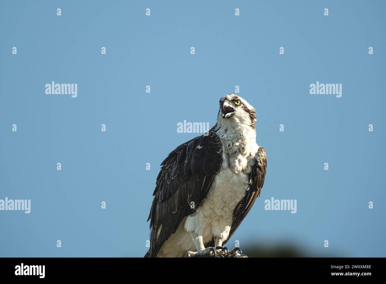 Wild Osprey sitzt auf dem Posten Stockfoto