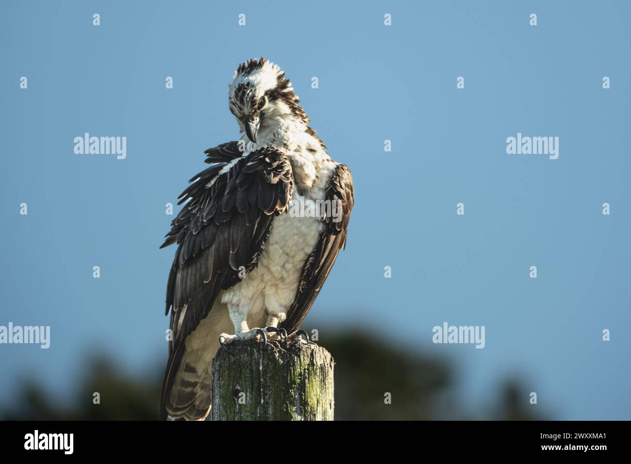 Wild Osprey sitzt auf dem Posten Stockfoto