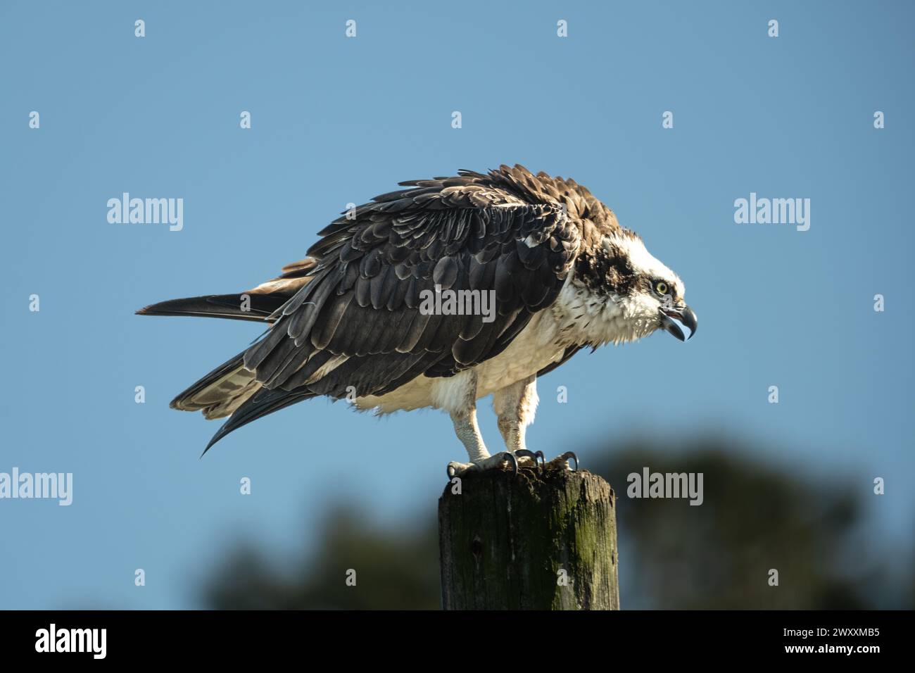 Wild Osprey sitzt auf dem Posten Stockfoto