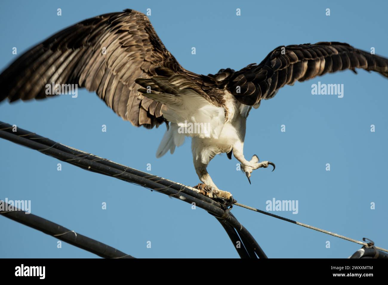 Wild Osprey sitzt auf dem Posten Stockfoto