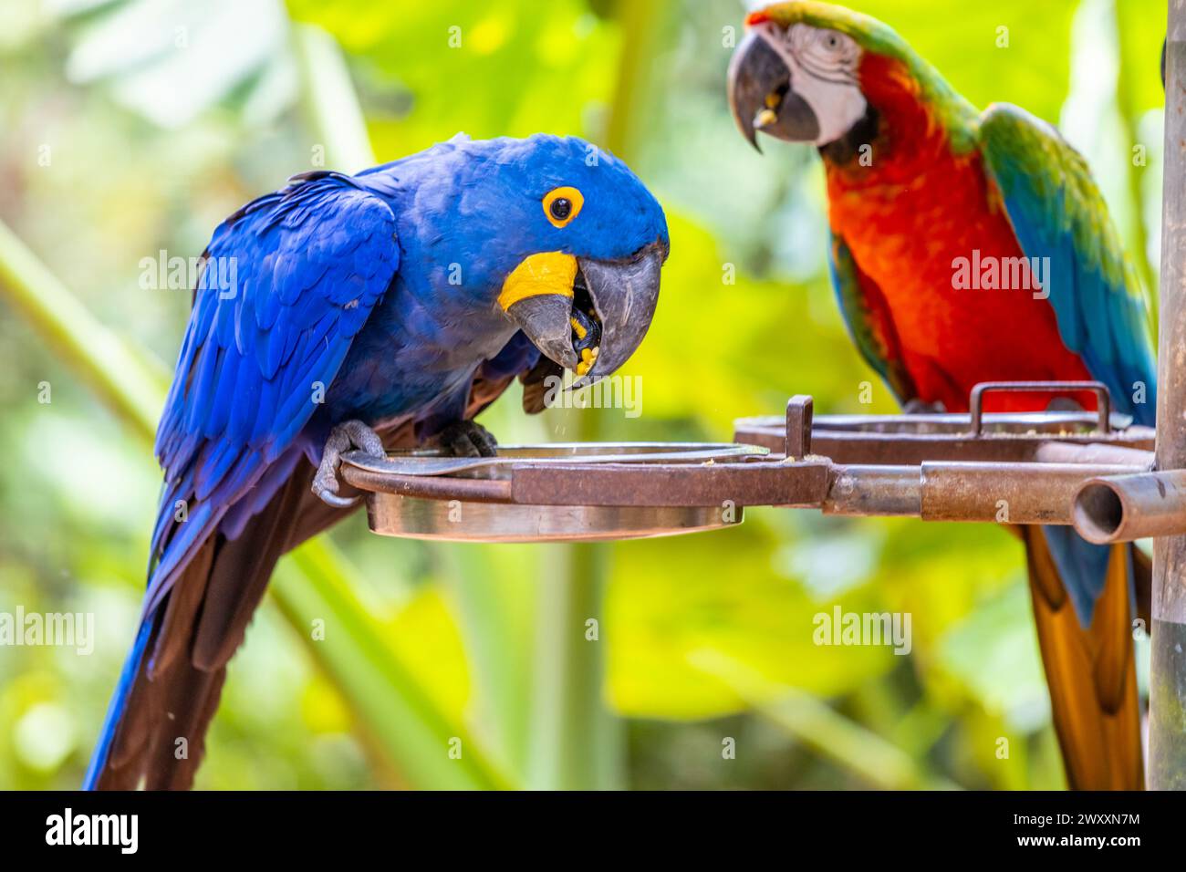 Blau gelb und rot große Ara Ara Papageienparrot in einem Vogelzoo Parque das Aves Vogelpark Brasilien Iguazu Wasserfälle. Farbenfrohe tropische Vögel mit Federn Stockfoto