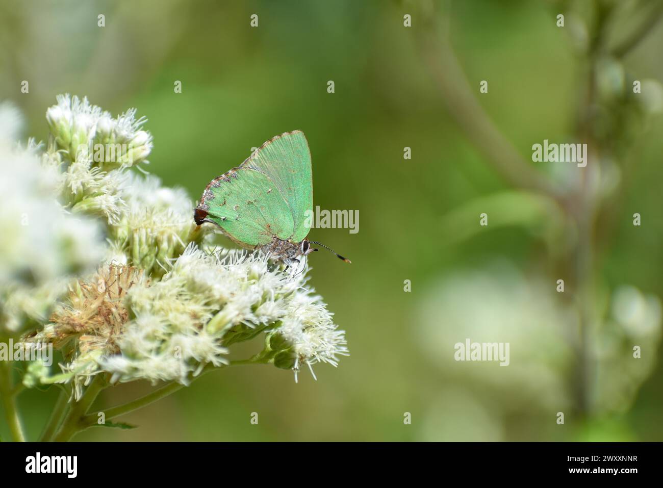 Schmetterling der Art Cyanophrys remus an Wildblume Austroeupatorium inulifolium, in spanischer Mariposera, gesehen in Buenos Aires, Argentinien Stockfoto