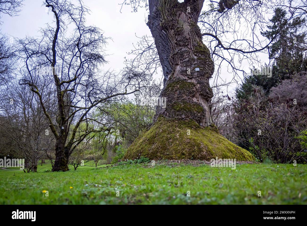 Der amerikanische Tulpenbaum (Liridodendron tullpifera). Exotischer und botanischer Garten der Universität Hohenheim Stuttgart, Baden-Württemberg Stockfoto