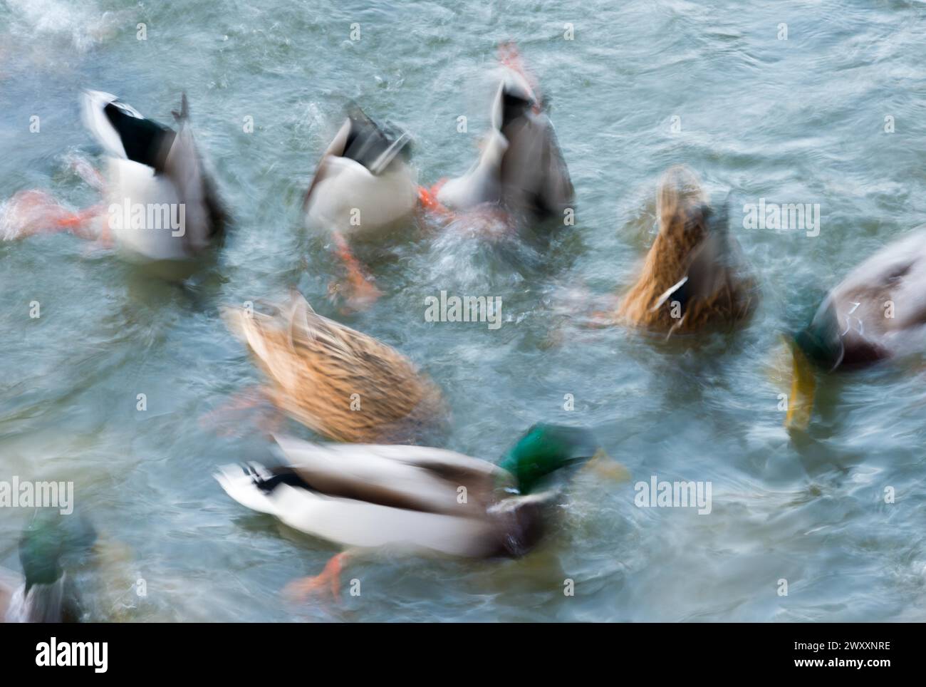 Viele Stockenten (Anas platyrhynchos), Männer und Frauen schwimmen auf einem Teich, Dynamik, bewegliches Wasser, Bewegungsunschärfe, Wischeffekt, Langzeitbelichtung, Hessen Stockfoto