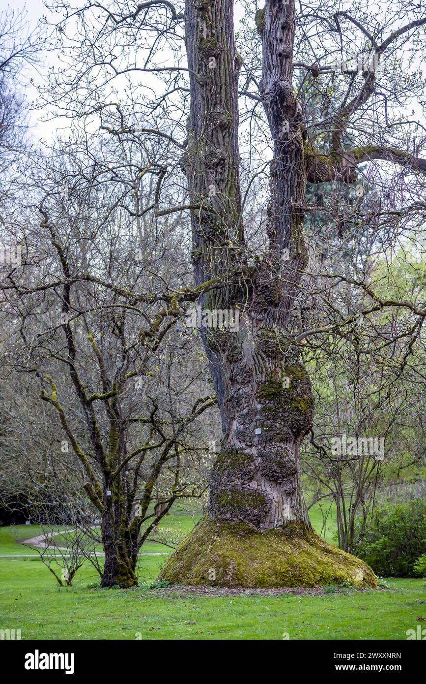 Der amerikanische Tulpenbaum (Liridodendron tullpifera). Exotischer und botanischer Garten der Universität Hohenheim Stuttgart, Baden-Württemberg Stockfoto