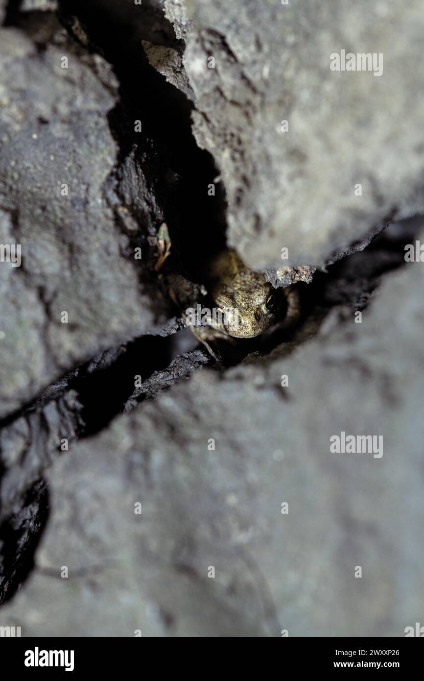 Natterjack Kröte (Epidalea calamita), versteckt in einem trockenen Riss im Boden, Nordrhein-Westfalen, Deutschland Stockfoto