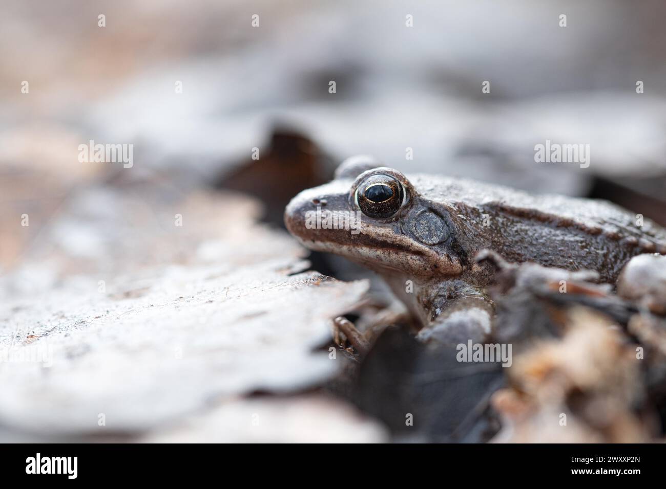 Agile Frosch (Rana dalmatina), männlich von der Seite auf dem Waldboden, Rhein-Erft-Kreis, Nordrhein-Westfalen, Deutschland Stockfoto