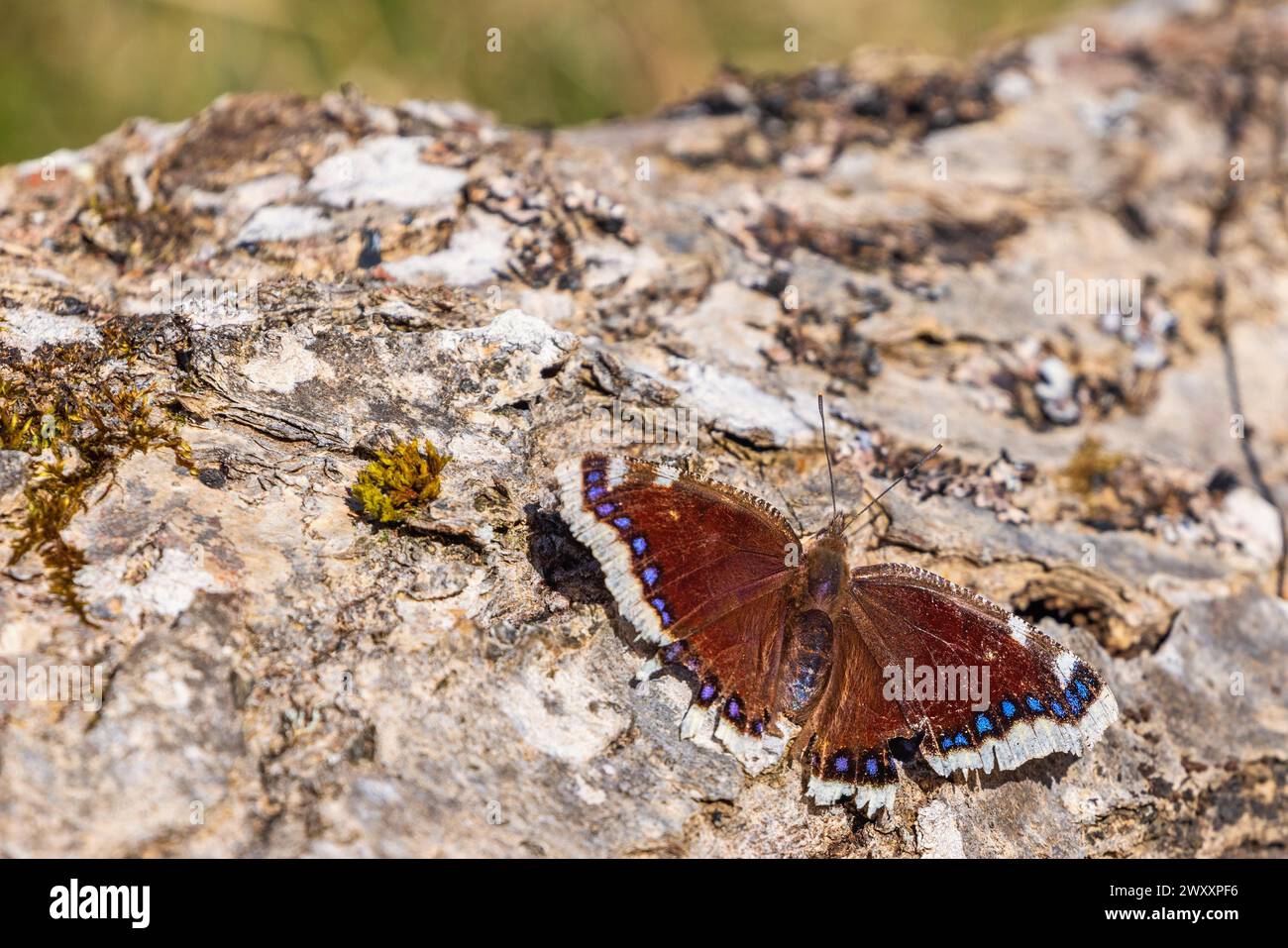 Trauermantel (Nymphalis antiopa) Schmetterling auf einem Baumstamm Stockfoto