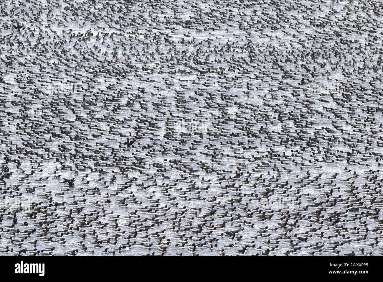 Vogelherde, gemeine Guillemoten (Uria aalge) im Meer schwimmen, Insel Hornoya, Hornoya, Vardo, Halbinsel Varanger, Troms og Finnmark, Norwegen Stockfoto