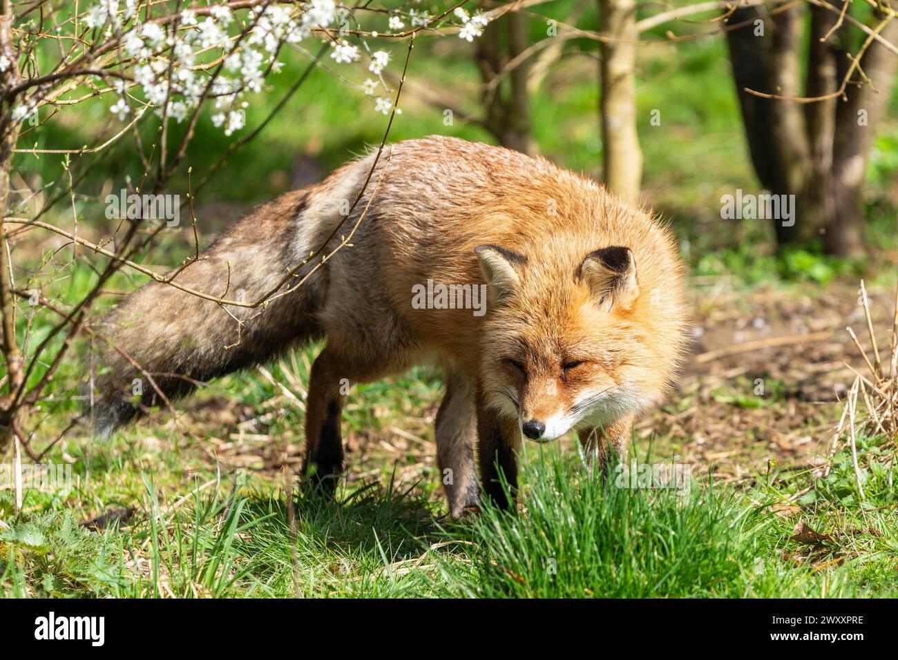 Rotfuchs (Vulpes vulpes) auf einer Wiese, Frankreich Stockfoto