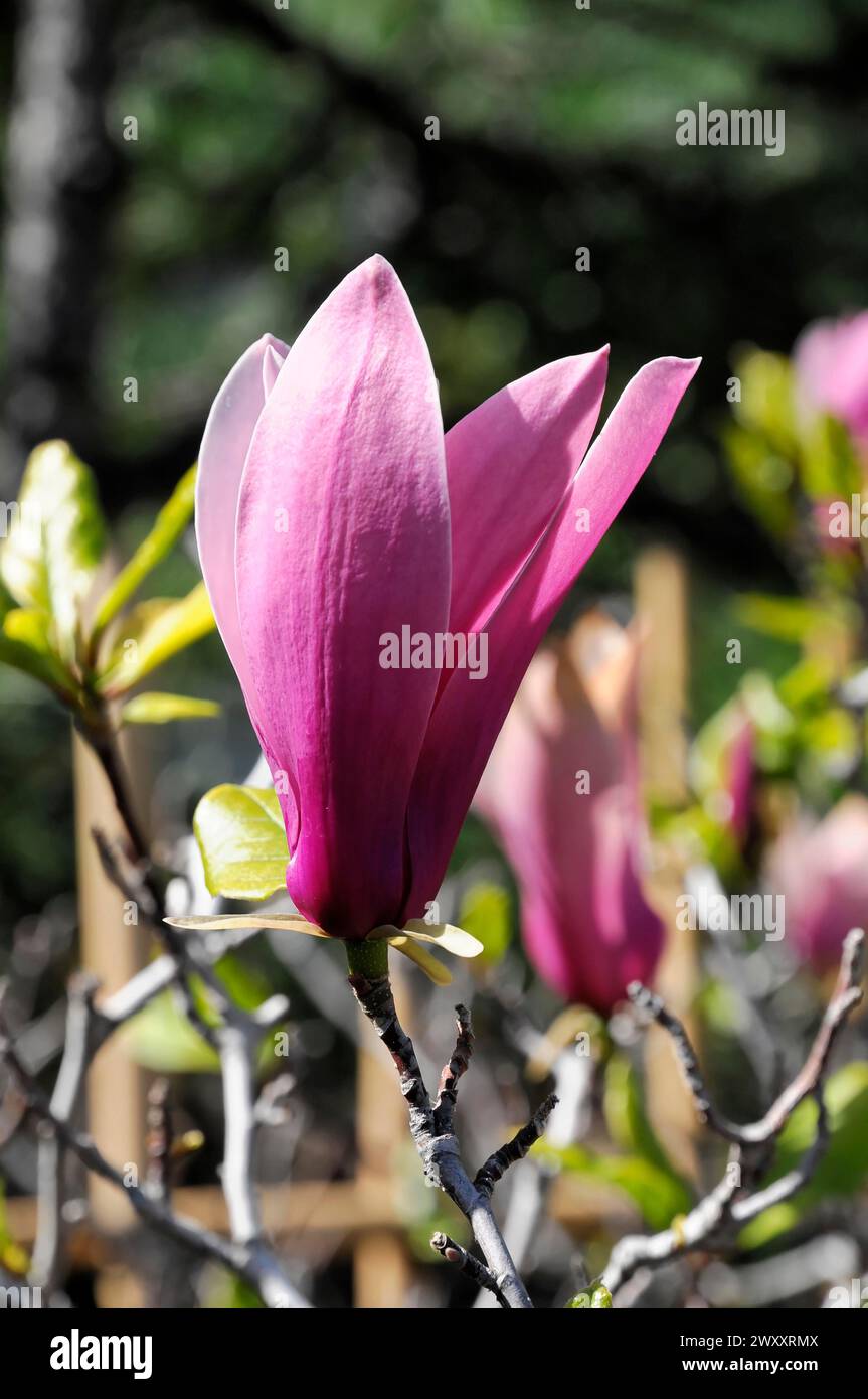 Japanischer Garten, Monte Carlo, Monaco, Cote d'Azur, Eine einzelne rosa Magnolienblume (Magnolie), in voller Blüte im Frühjahr, Fürstentum Monaco, Cote Stockfoto