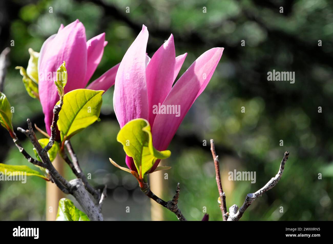 Blühende rosa Magnolienblüten (Magnolie), mit grünen Blättern und unscharfem natürlichen Hintergrund, Monte Carlo, Fürstentum Monaco, Monaco, Cote Stockfoto