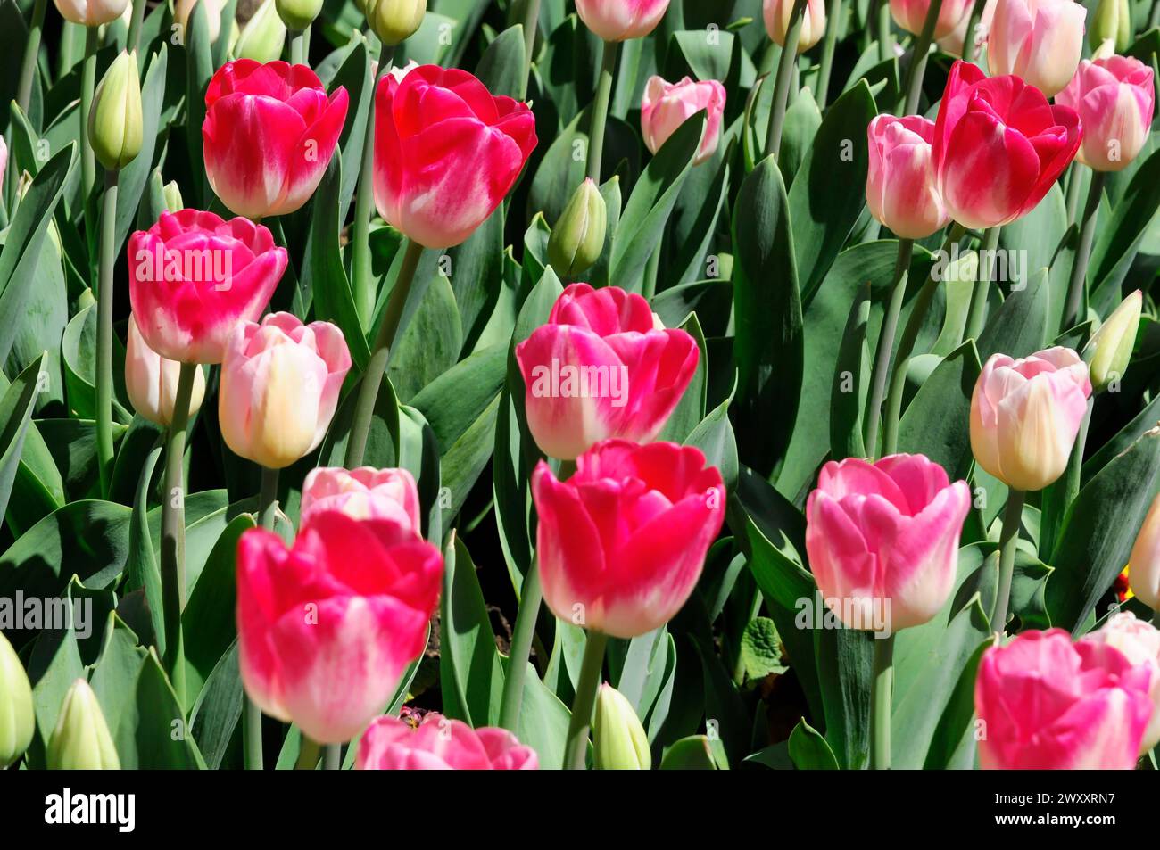 Casino von Monaco, Place du Casino, Monte Carlo, Fürstentum Monaco, Ein Blumenbeet voller rosa und weißer Tulpen, die im Frühjahr blühen, Monte Carlo Stockfoto