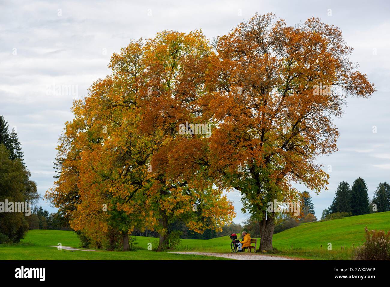 Älterer Mann, der eine Pause während einer Fahrradtour unter Herbstfarbenen Ahornholz (Acer) macht, Ostallgaeu, Allgaeu, Bayern, Deutschland Stockfoto