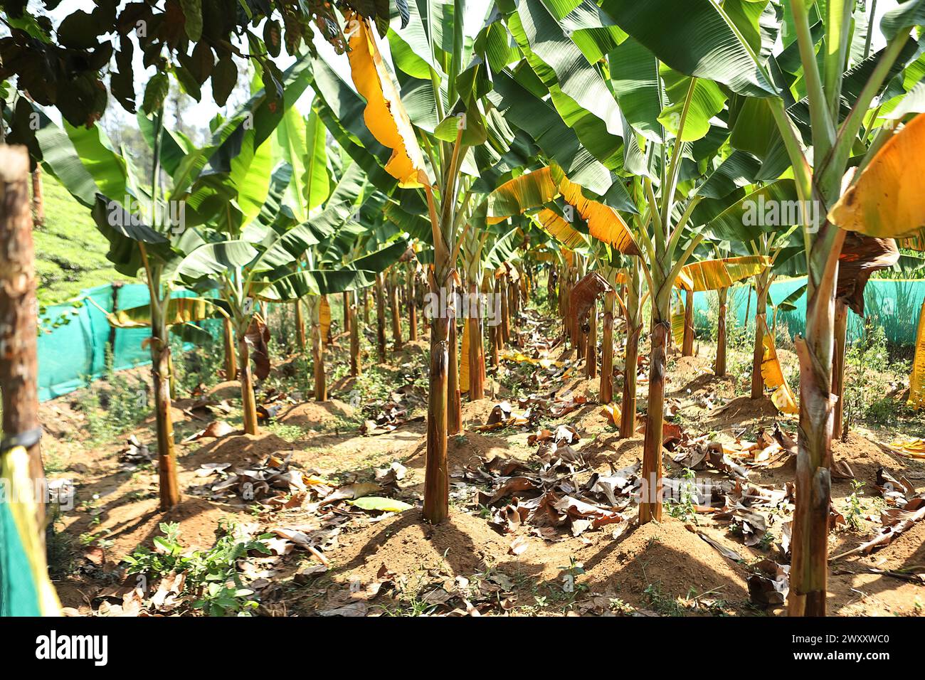 Bananenbaum hinterlässt Ein detailreiches Nahfoto, das die leuchtend grüne Textur und die Linien eines Bananenblattes zeigt und natürliche Muster unterstreicht Stockfoto