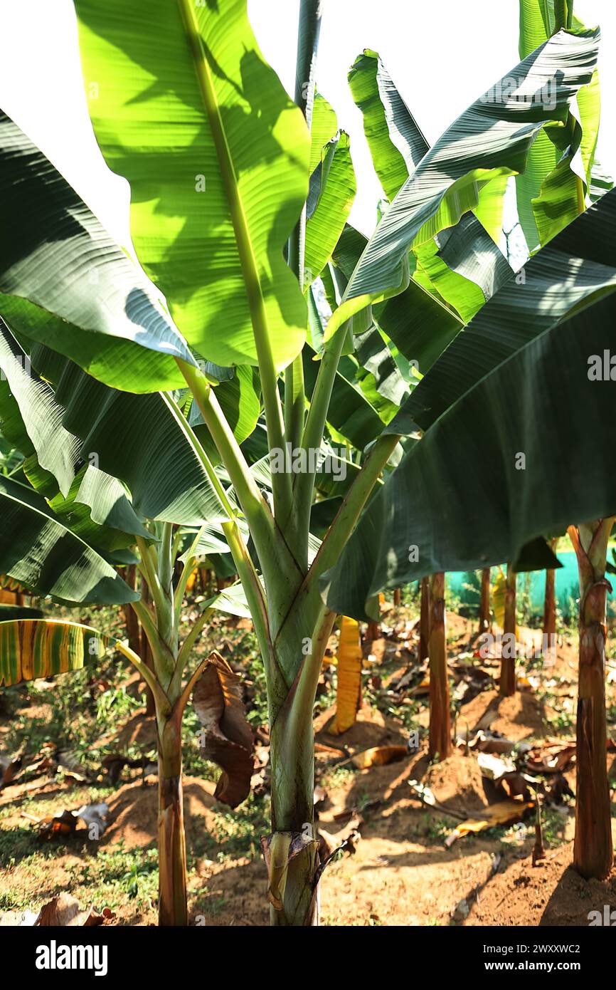 Bananenbaum hinterlässt Ein detailreiches Nahfoto, das die leuchtend grüne Textur und die Linien eines Bananenblattes zeigt und natürliche Muster unterstreicht Stockfoto