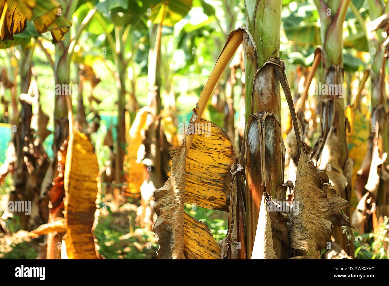 Bananenbaum hinterlässt Ein detailreiches Nahfoto, das die leuchtend grüne Textur und die Linien eines Bananenblattes zeigt und natürliche Muster unterstreicht Stockfoto