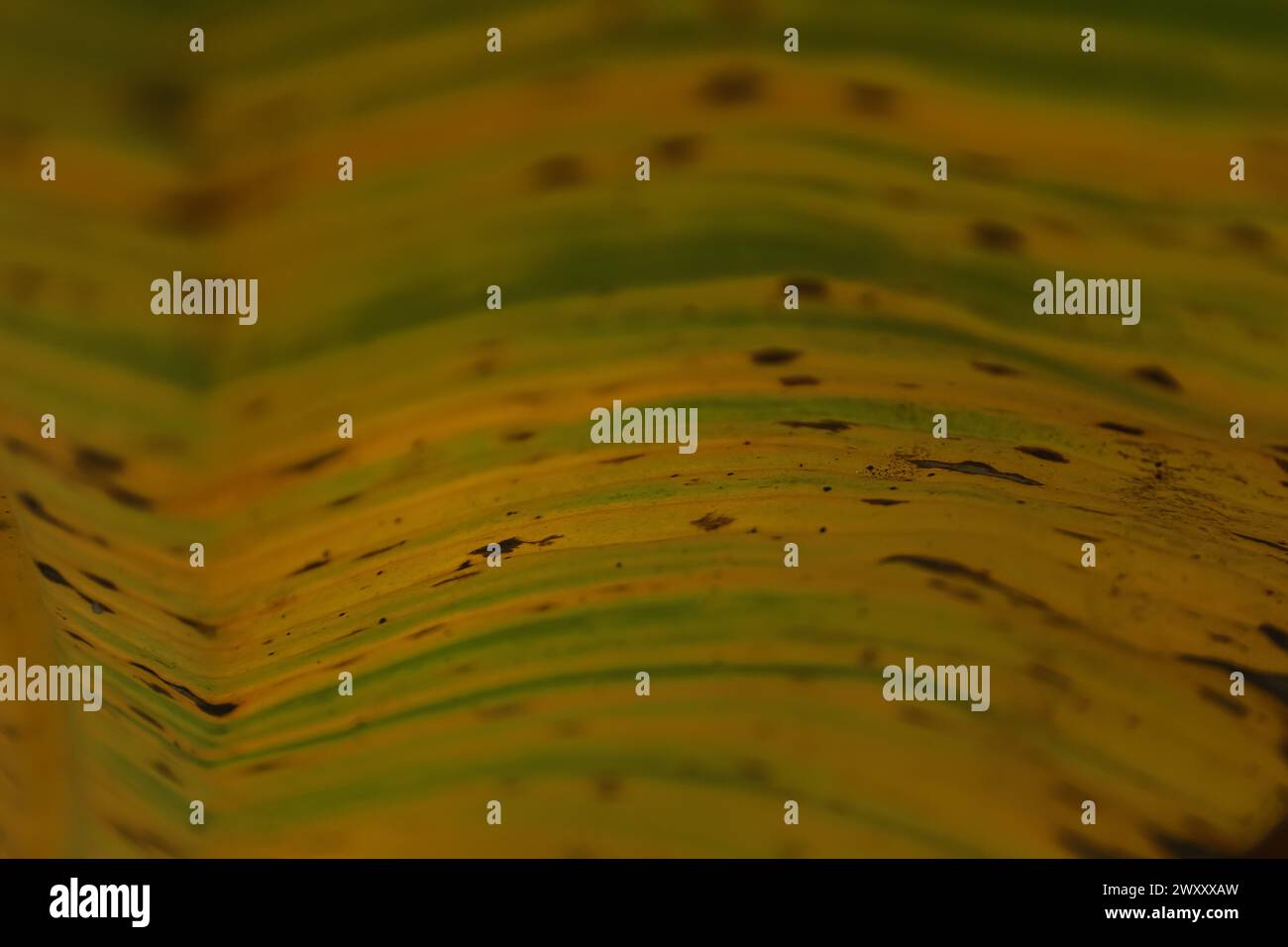 Bananenbaum hinterlässt Ein detailreiches Nahfoto, das die leuchtend grüne Textur und die Linien eines Bananenblattes zeigt und natürliche Muster unterstreicht Stockfoto