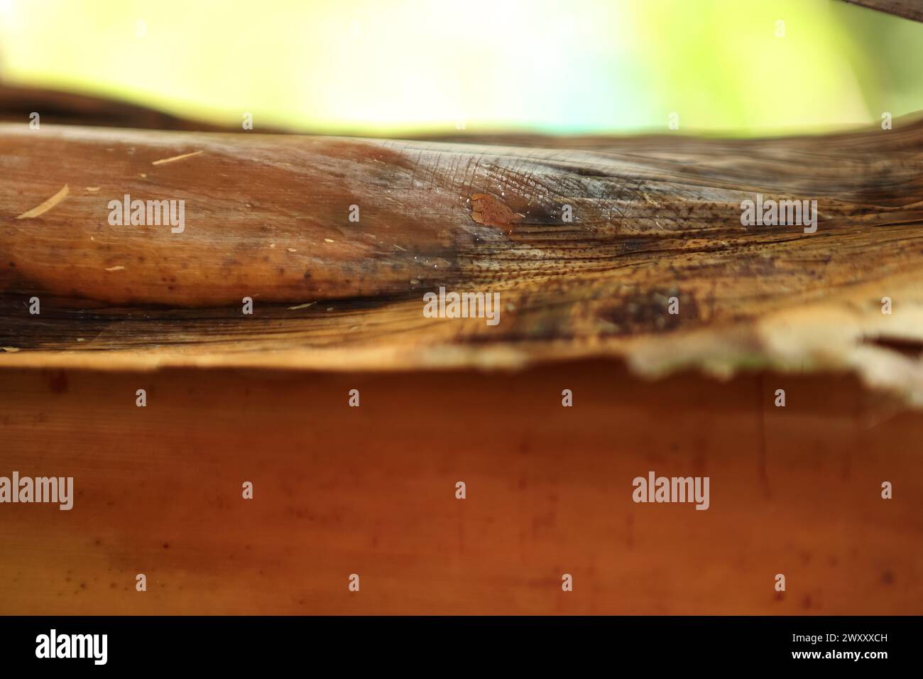 Bananenbaum hinterlässt Ein detailreiches Nahfoto, das die leuchtend grüne Textur und die Linien eines Bananenblattes zeigt und natürliche Muster unterstreicht Stockfoto