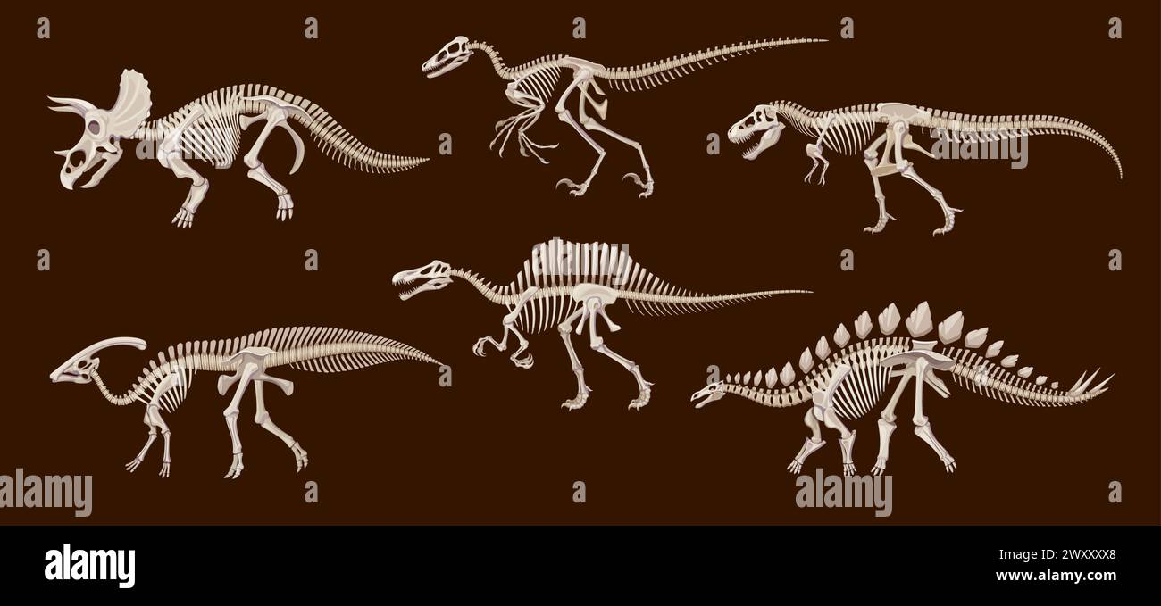 Cartoon Dinosaurier fossile Skelette, Vektor Dino Tiere Schädel und Knochen. Triceratops, tyrannosaurus rex, Stiegosaurus und Spinosaurus, parasaurolophus und Utopraptor antike Reptilienmonsterskelette Stock Vektor