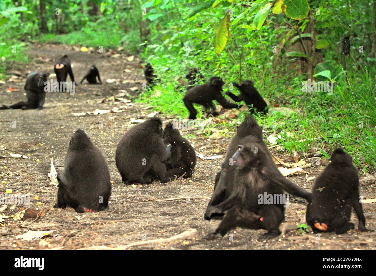 Eine Truppe von Haubenmakaken (Macaca nigra), die eine Straße in Taman Wisata Alam Batuputih (Batuputih Nature Park) in der Nähe des Tangkoko Nature Reserve in Nord-Sulawesi, Indonesien besetzt. Der Klimawandel verändert Umweltnischen, was dazu führt, dass Arten ihr Lebensraumspektrum verlagern, während sie ihre ökologische Nische verfolgen, was nach Ansicht von Nature Climate Change ein Nachteil für ein effektives Management der biologischen Vielfalt sein könnte. „Klimawandel und Krankheiten sind neue Bedrohungen für Primaten, und etwa ein Viertel der Primatenbereiche hat Temperaturen über historischen“, fügte ein weiteres hinzu Stockfoto