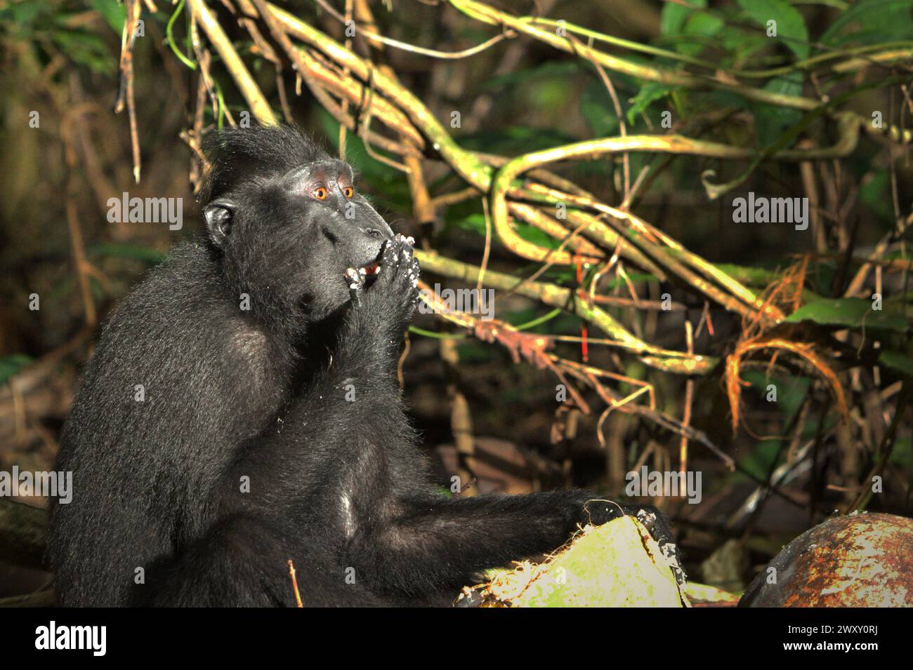 Ein Haubenmakaken (Macaca nigra) isst Kokosnuss, während er auf dem Boden im Tangkoko-Wald im Norden von Sulawesi, Indonesien sitzt. Der Klimawandel verändert Umweltnischen, was dazu führt, dass Arten ihr Lebensraumspektrum verlagern, während sie ihre ökologische Nische verfolgen, was nach Ansicht von Nature Climate Change ein Nachteil für ein effektives Management der biologischen Vielfalt sein könnte. „Klimawandel und Krankheiten sind neue Bedrohungen für Primaten, und etwa ein Viertel der Primatenbereiche hat Temperaturen über historischen“, schrieb ein anderes Wissenschaftlerteam unter der Leitung von Miriam Plaza Pinto über Nature. Stockfoto