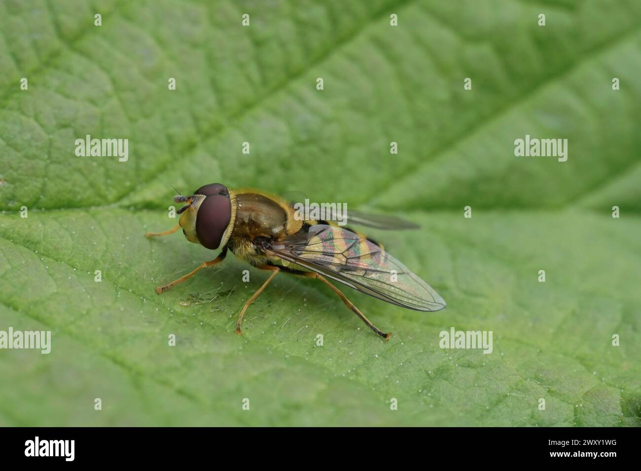 Natürliche Nahaufnahme auf einem schwarzbeinigen, glasgeflügelten Syprhus, Syrphus vitripennis, auf einem grünen Blatt Stockfoto