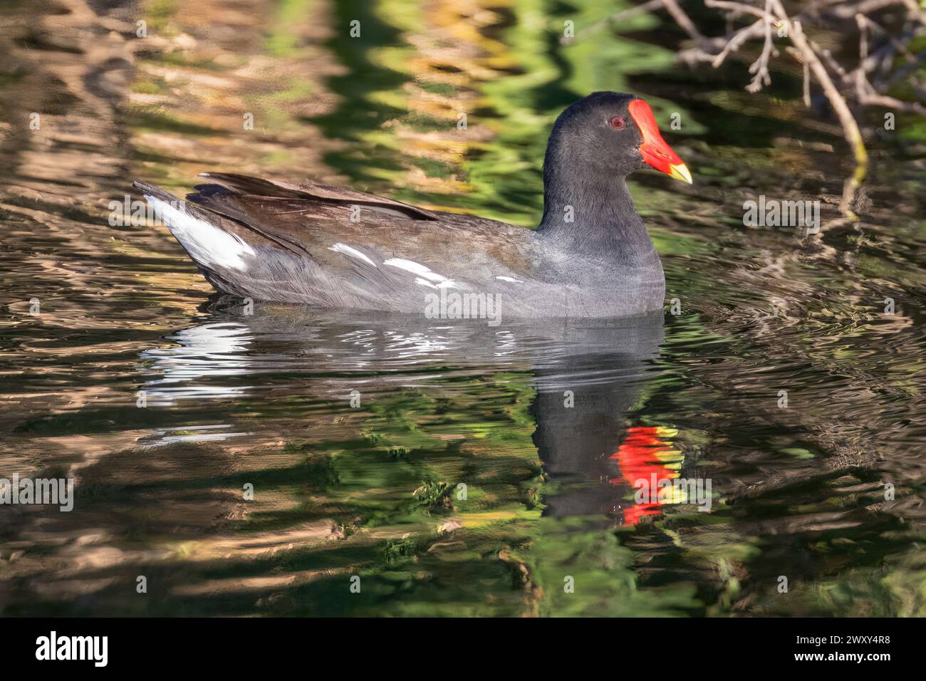 Häufige Gallinule-Erwachsene, die im Sumpfgebiet schwimmen. Emily Renzel Wetlands, Santa Clara County, Kalifornien, USA. Stockfoto