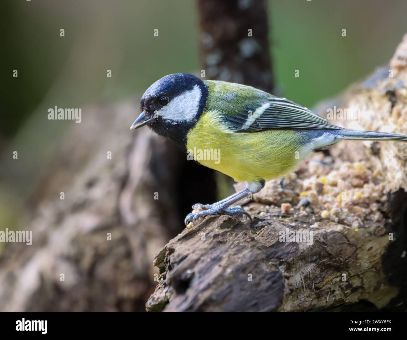 Eine selektive Fokusaufnahme eines Meisenvogels, der auf einem Baumzweig thront Stockfoto