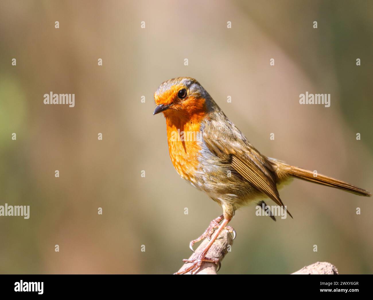 Eine selektive Fokusaufnahme eines robin Vogels, der auf einem Baumzweig sitzt Stockfoto