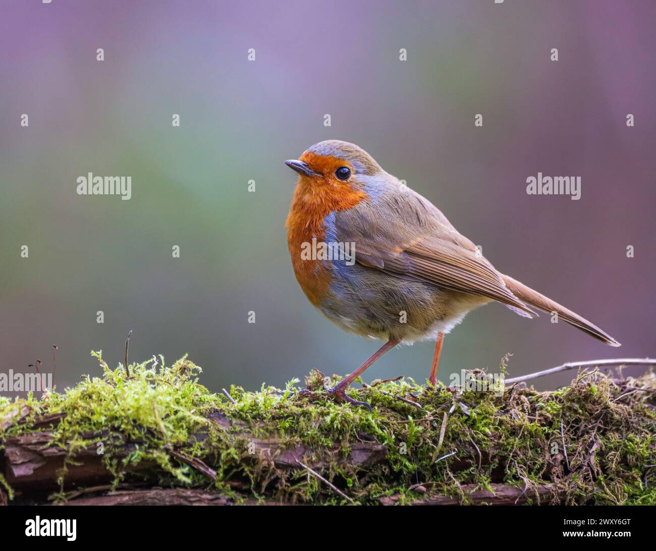 Eine selektive Fokusaufnahme eines robin Vogels, der auf einem Baumzweig sitzt Stockfoto